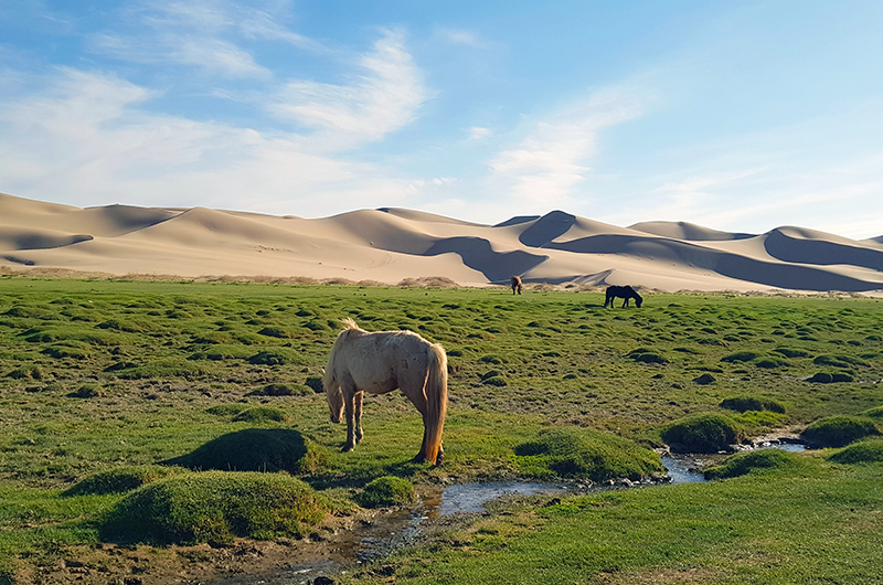 Gobi ger camp in Mongolia